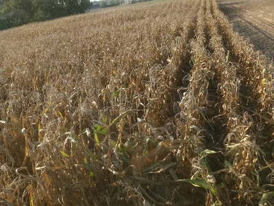 kukrydza