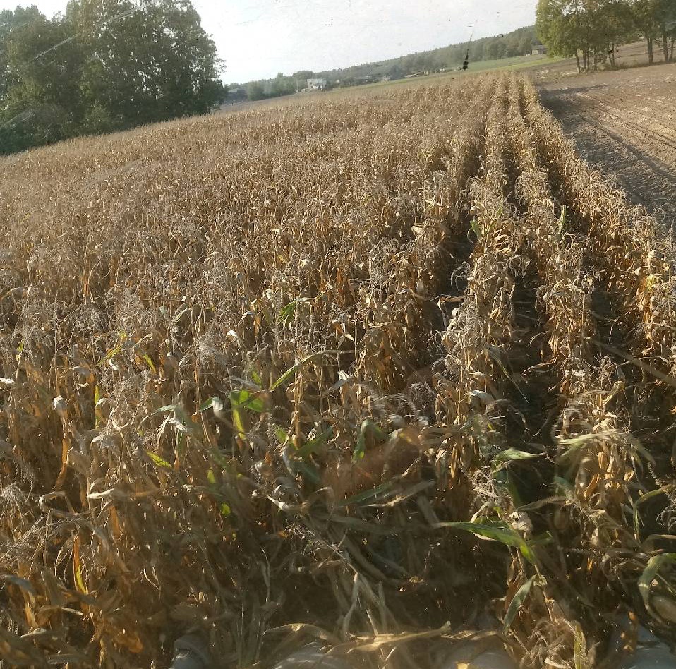 kukrydza