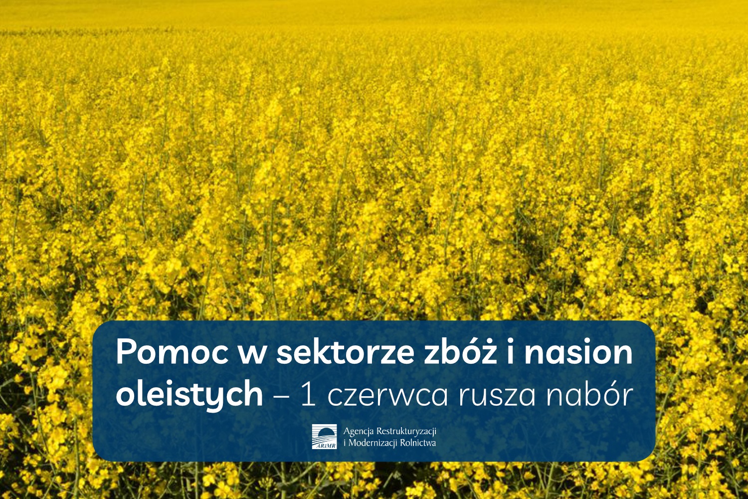 Pomoc w sektorze zbóż i nasion oleistych 