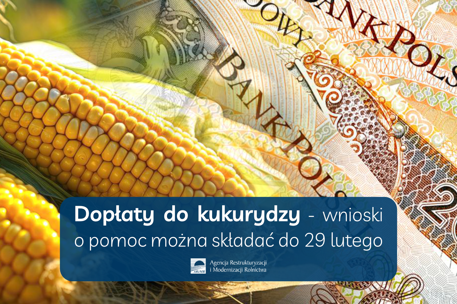 Dopłaty do kukurydzy 