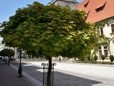 Plac rynkowy w Lwówku Śląskim