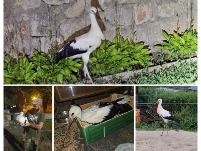URATOWALI BOCIANA Z LWÓWKA ŚLĄSKIEGO
