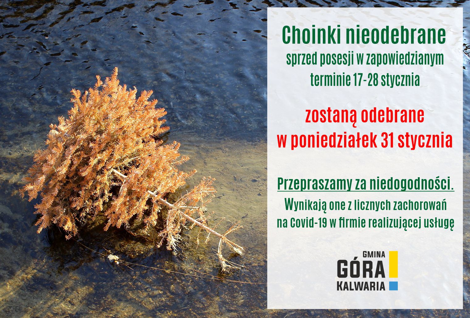 Odbiór choinek - do 31 stycznia