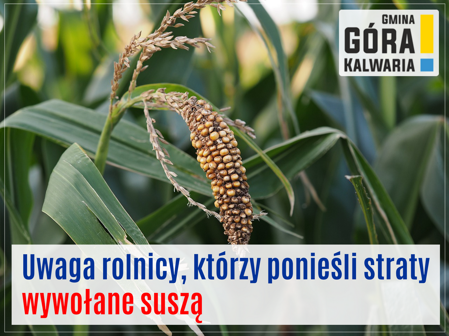 Jak zwrócić się o oszacowanie strat spowodowanych suszą?