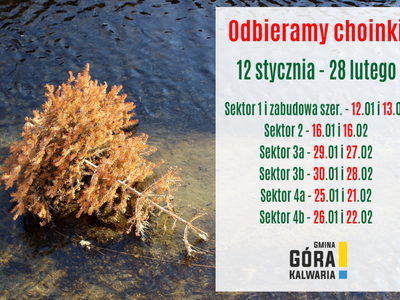 Kiedy odbierzemy suchą choinkę? 