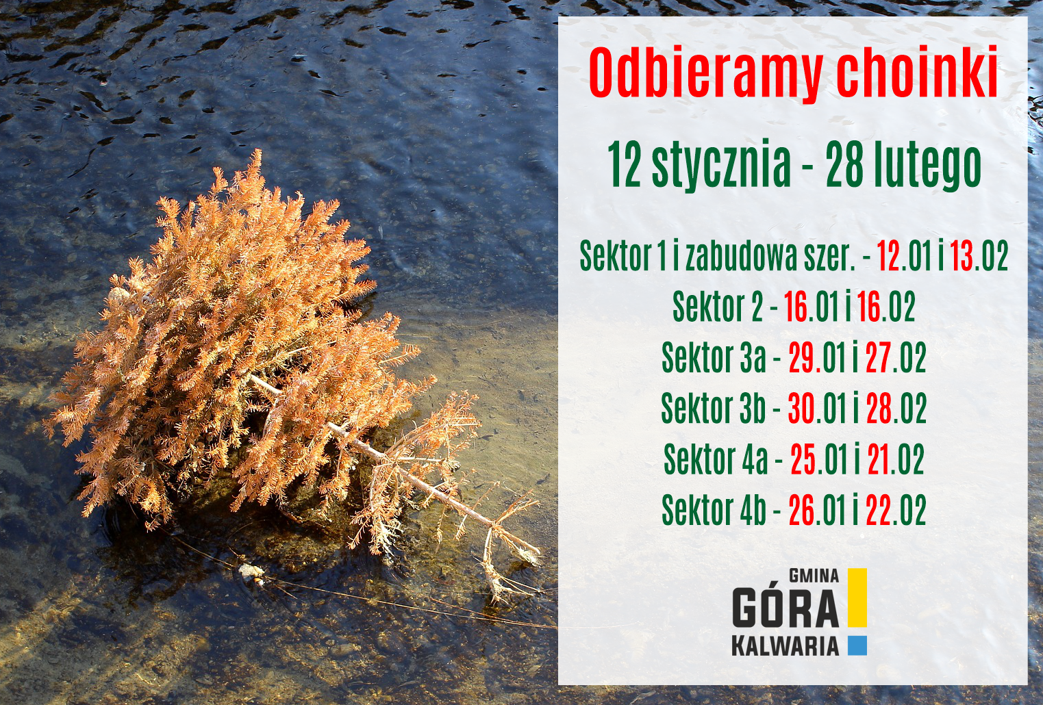 Kiedy odbierzemy suchą choinkę? 