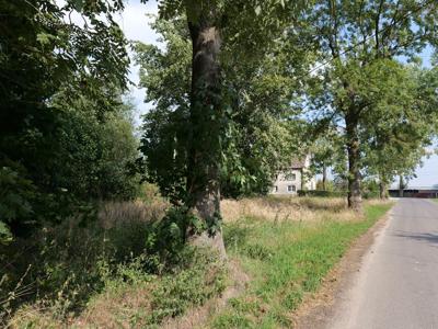 Rewitalizacja Parku Dworskiego w Palczewicach