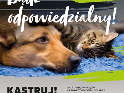 Sterylizacja zwierząt