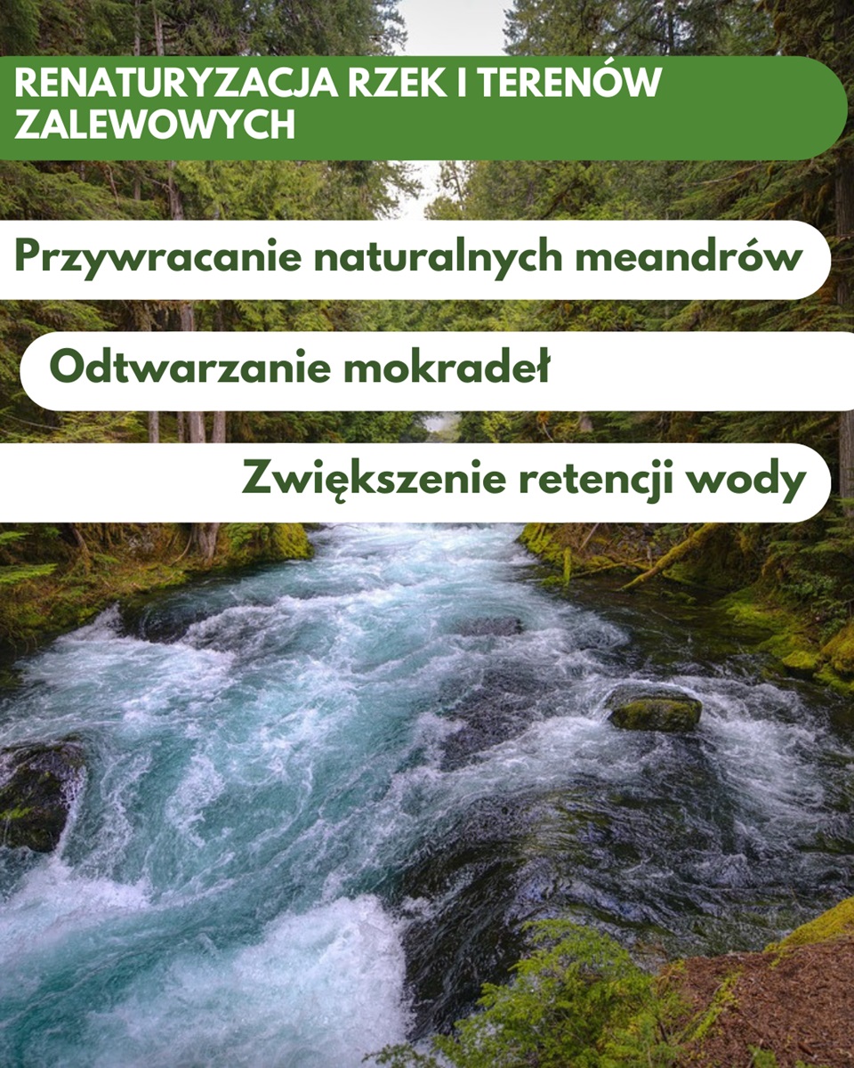 Górski potok otoczony lasem, infografika o renaturyzacji rzek i terenów zalewowych.