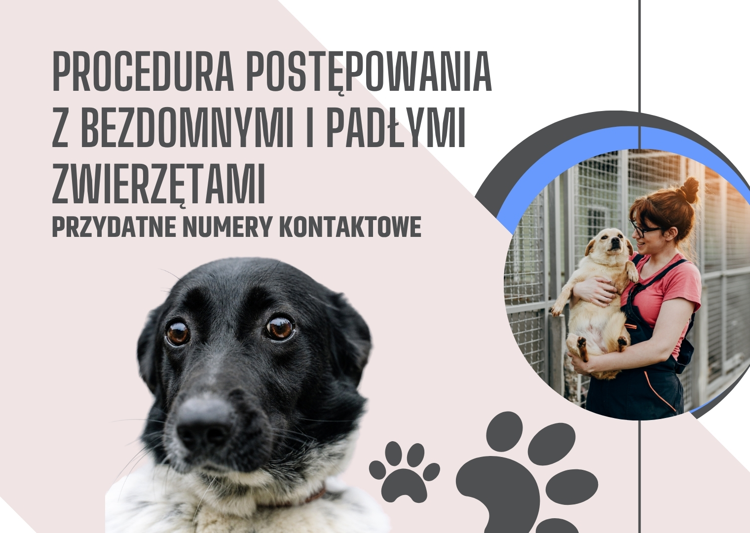 procedura_postepowania_z_bezdomnymi_i_padlymi_zwierzetami.jpg [1520x1080]