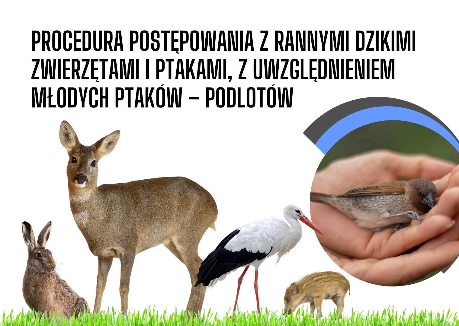 procedura_postepowania_z_rannymi_dzikimi_zwierzetami_i_ptakami_z_uwzglednieniem_mlodych_ptakow_–_podlotow.jpg [1520x1080]