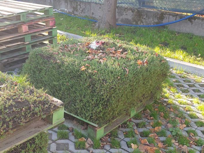 zielonainfra4resize.jpg [700x525]