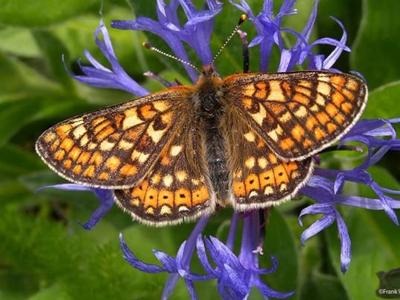 Natura 2000: ochrona dzikiej przyrody i siedlisk Europy