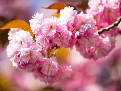 Pomoc dla polskich rolników