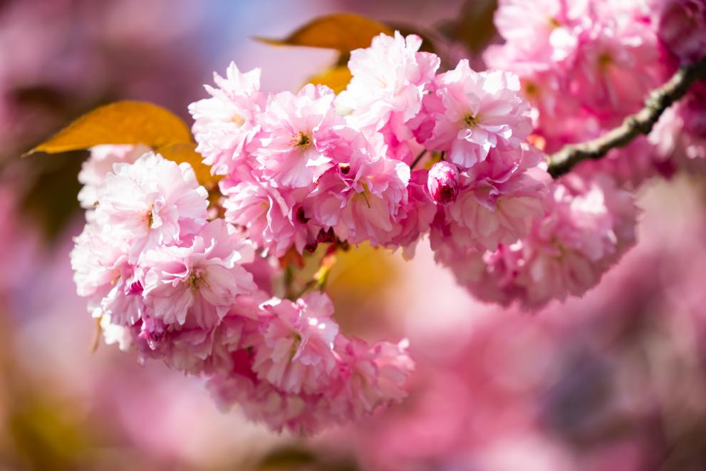 Pomoc dla polskich rolników