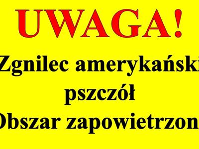 Zgnilec amerykański pszczół