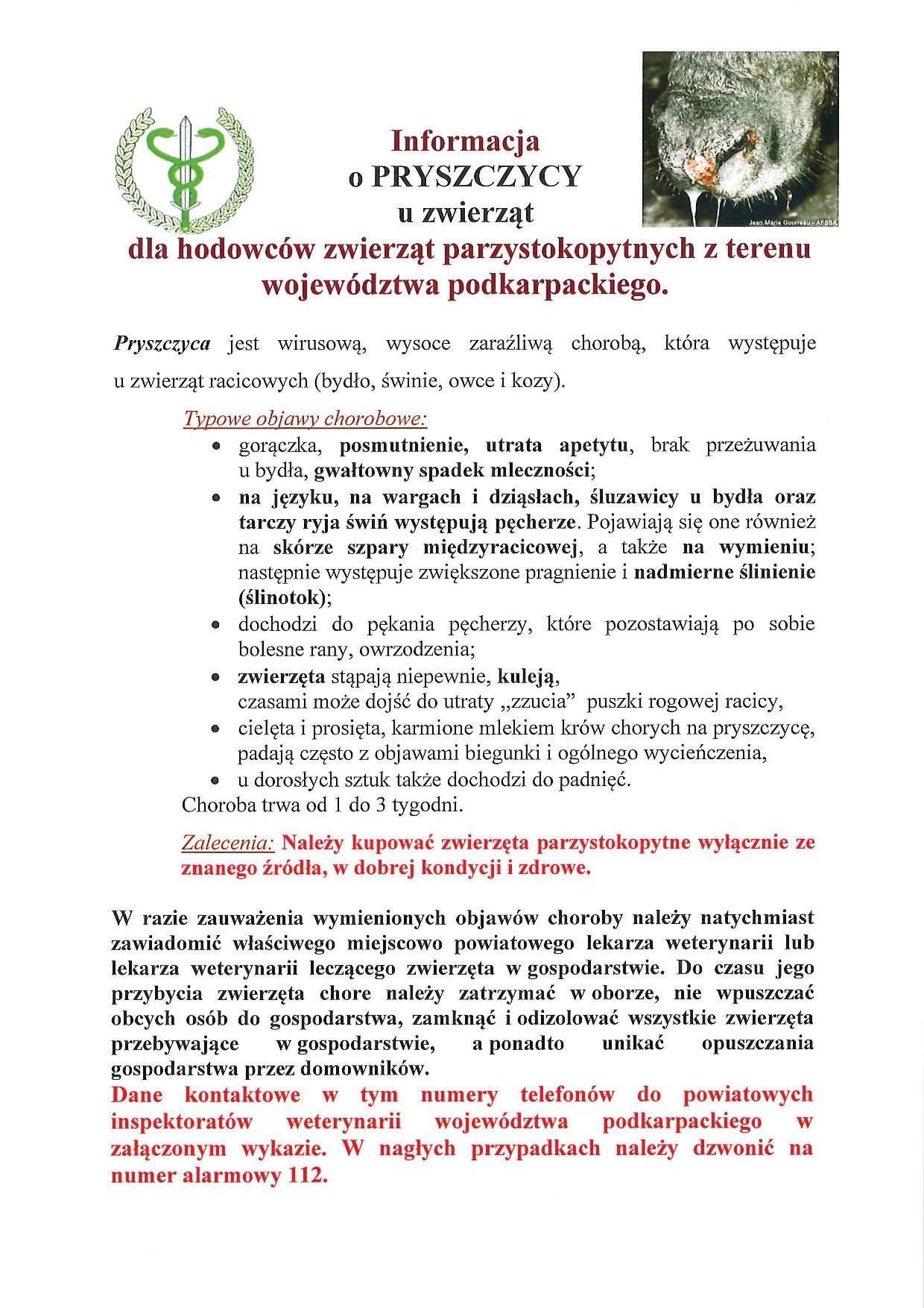 Pryszczyca