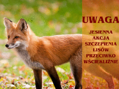 Jesienna akcja szczepienia lisów przeciwko wściekliźnie