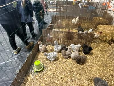 Wystawa Gołębi Rasowych, Drobiu Rasowego, Królików i Ptactwa Ozdobnego 2025