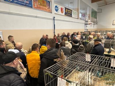 Wystawa Gołębi Rasowych, Drobiu Rasowego, Królików i Ptactwa Ozdobnego 2025