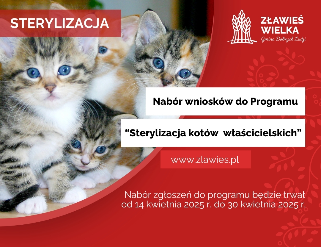 Sterylizacja kotów grafika