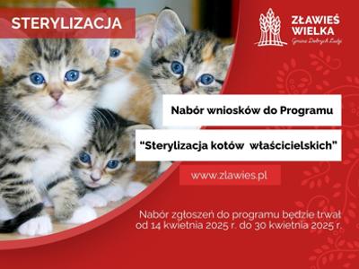 Sterylizacja kotów grafika