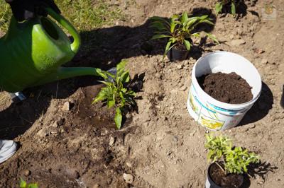 piknik w grodzisku