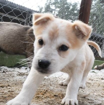 Ogłoszenie otwartego konkursu ofert na realizację zadania publicznego w zakresie ekologii i ochrony zwierząt oraz ochrony dziedzictwa przyrodniczego w 2026 roku