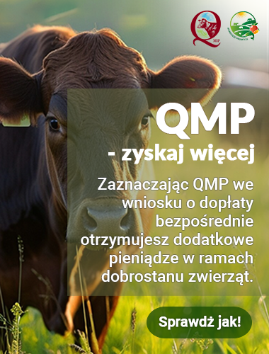 Ekoschemat „Dobrostan zwierząt” Dodatkowe pieniądze dla hodowców bydła z QMP – tylko do 16 czerwca!