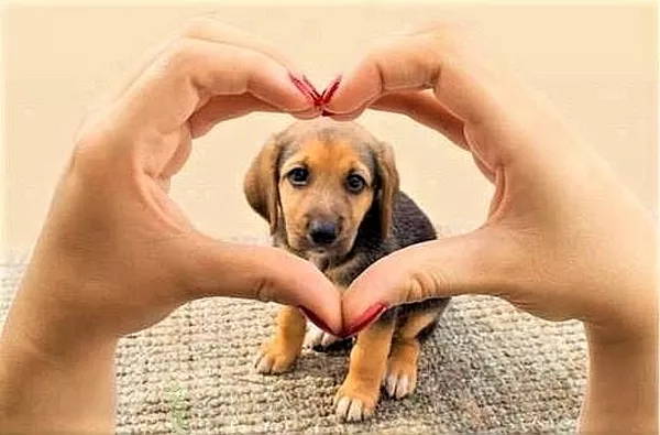 Noc sylwestrowa to trudny czas dla naszych zwierząt