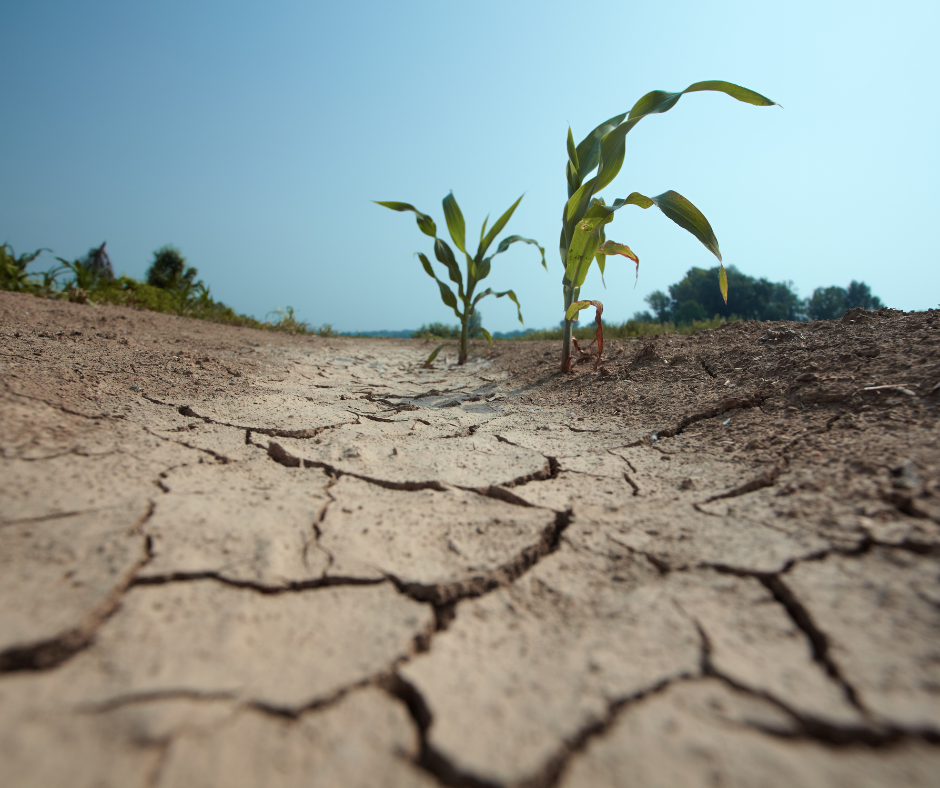 
Informacja dla rolników w związku z suszą