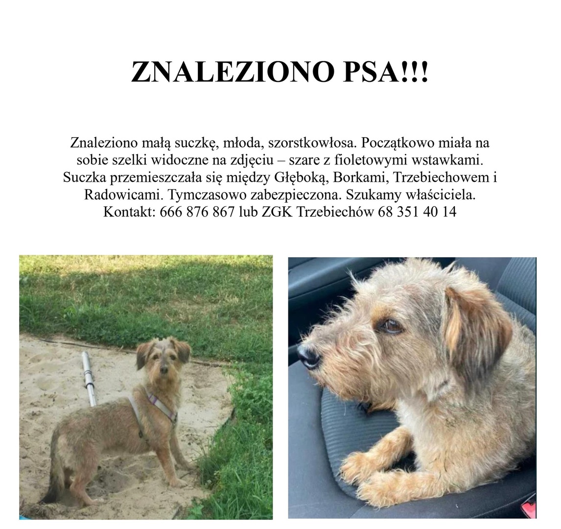 ZNALEZIONO PSA!!!