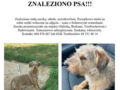 ZNALEZIONO PSA!!!
