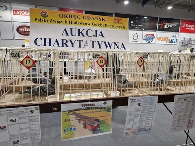 zdjęcie z wydarzenia V Okręgowa Wystawa Gołębi Pocztowych w Pelplinie 2024