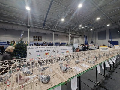 zdjęcie z wydarzenia V Okręgowa Wystawa Gołębi Pocztowych w Pelplinie 2024