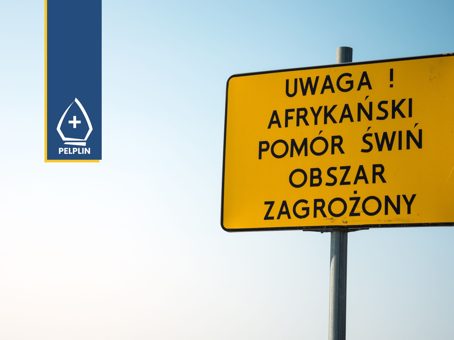 cover photo Afrykański Pomór Świń (ASF) 