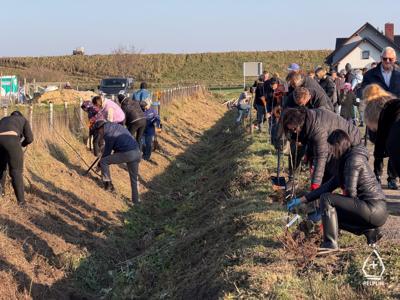 zdjęcie z sadzenie alei drzew owocowych.