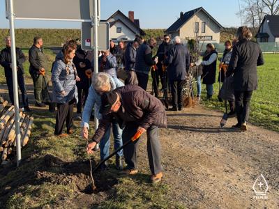 zdjęcie z sadzenie alei drzew owocowych.
