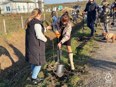 zdjęcie z sadzenie alei drzew owocowych.