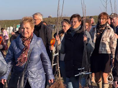 zdjęcie z sadzenie alei drzew owocowych.