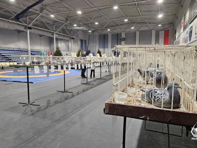 VI Okręgowa Wystawa Gołębi Pocztowych w Pelplinie 2025