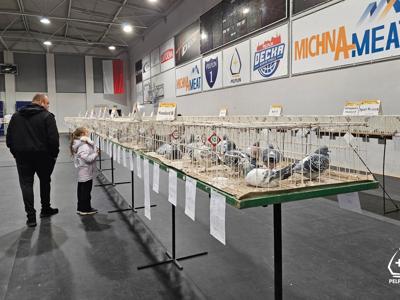 VI Okręgowa Wystawa Gołębi Pocztowych w Pelplinie 2025