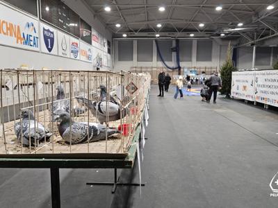 VI Okręgowa Wystawa Gołębi Pocztowych w Pelplinie 2025