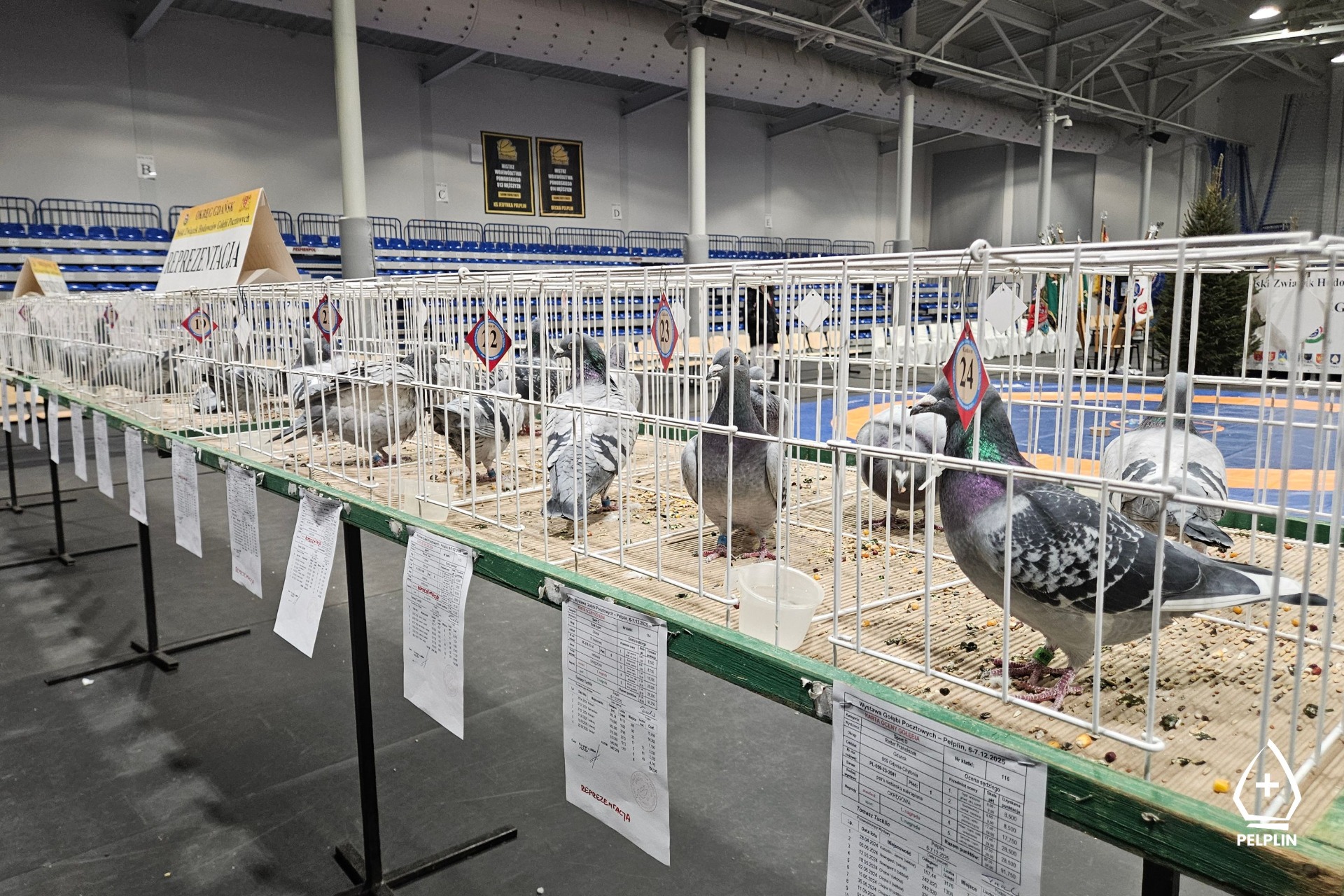 VI Okręgowa Wystawa Gołębi Pocztowych w Pelplinie 2025