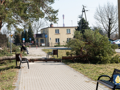 zdjęcia z prowadzonej wycinki drzew na terenie lasu przy ul. Pólko 