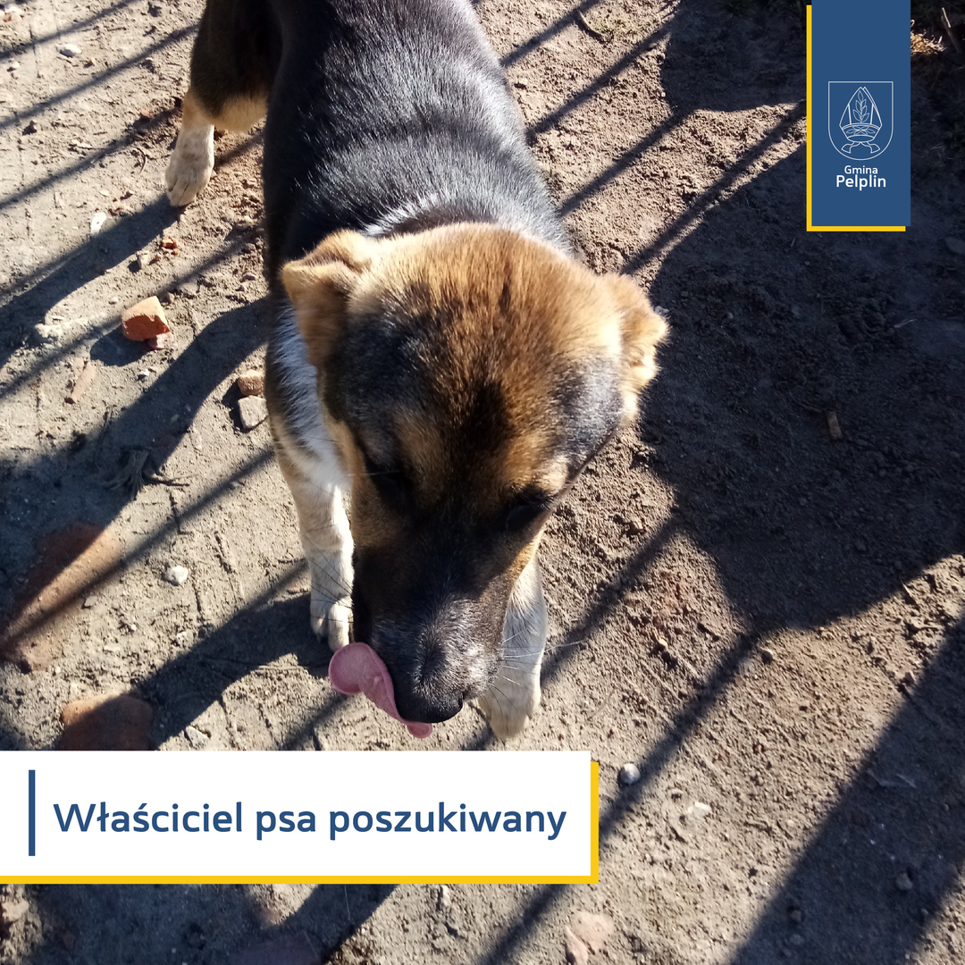 poszukiwany pies