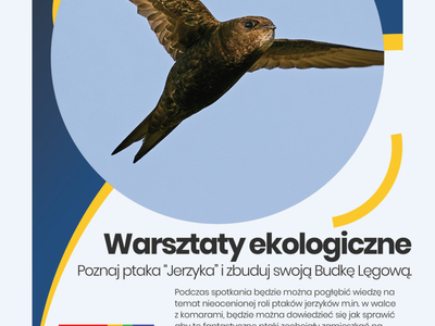 Poznaj ptaka jerzyka - warsztaty