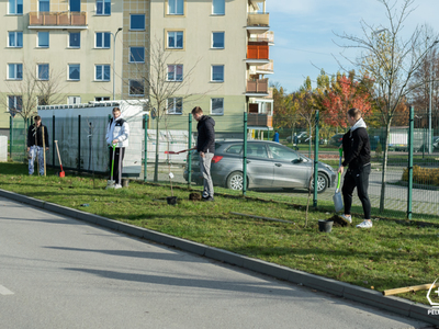 Zasadzono 12 Głogów w Pelplinie z koszykarzami