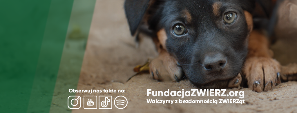cover photo fundacja zwierz 
