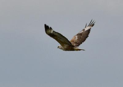 Kurhannik - 1 fot. Marek Twardowski